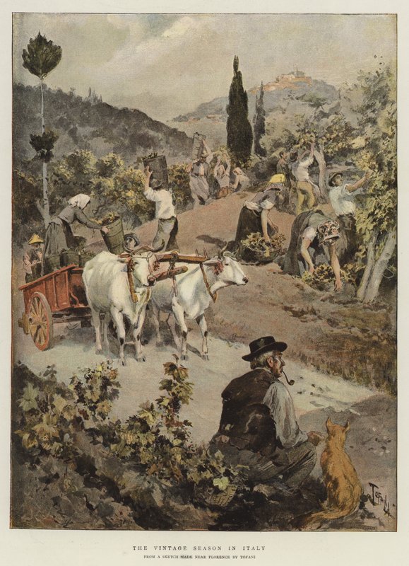 Vintage sezóna v Itálii od Oswaldo Tofani