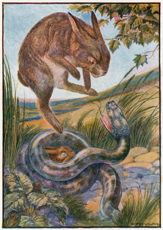 Když skočila, udeřila do hada svými silnými zadními drápy (barva litho) od Patten Wilson