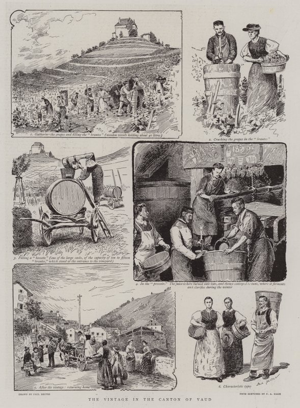 Vinobraní v kantonu Vaud od Paul Destez