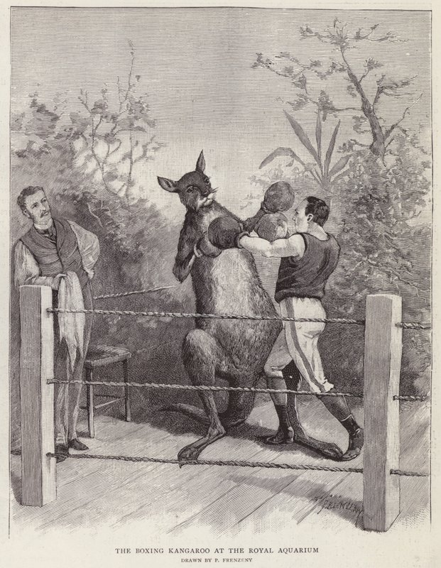 Boxerský klokan v Royal Aquarium, Londýn (litho) od Paul Frenzeny