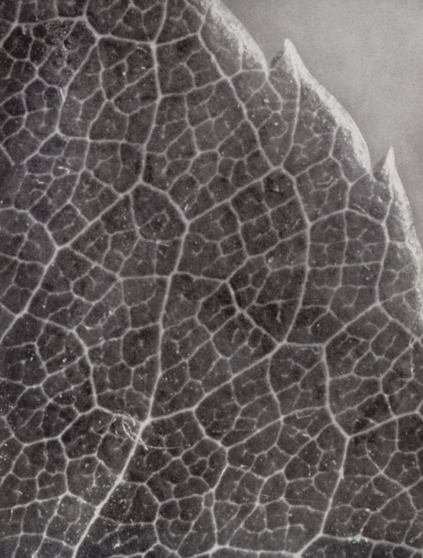 List růže (č/b fotografie) od Paul Henning