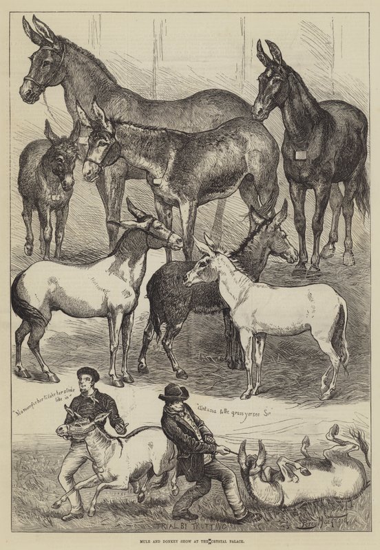 Mule and Donkey Show v Crystal Palace od Percy Macquoid