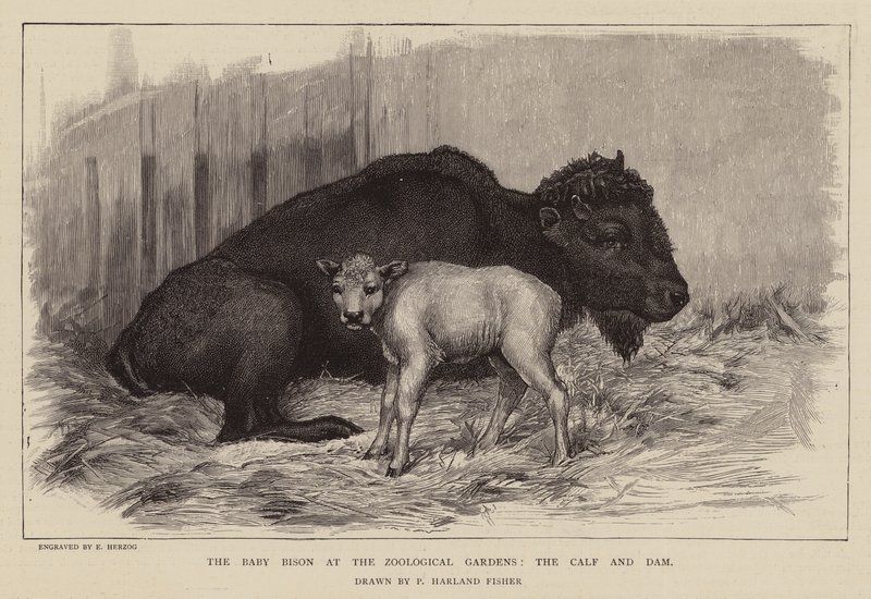 Zubr a tele v londýnské zoo (rytina) od Percy Harland Fisher