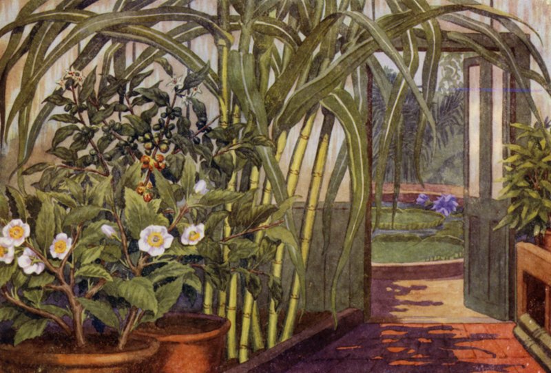 Cukrová třtina, čajovník a kávovník (barva litho) od Percy James Billinghurst
