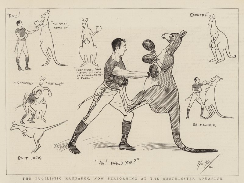 Pugilistic Kangaroo, nyní vystupující ve Westminsterském akváriu od Phil May