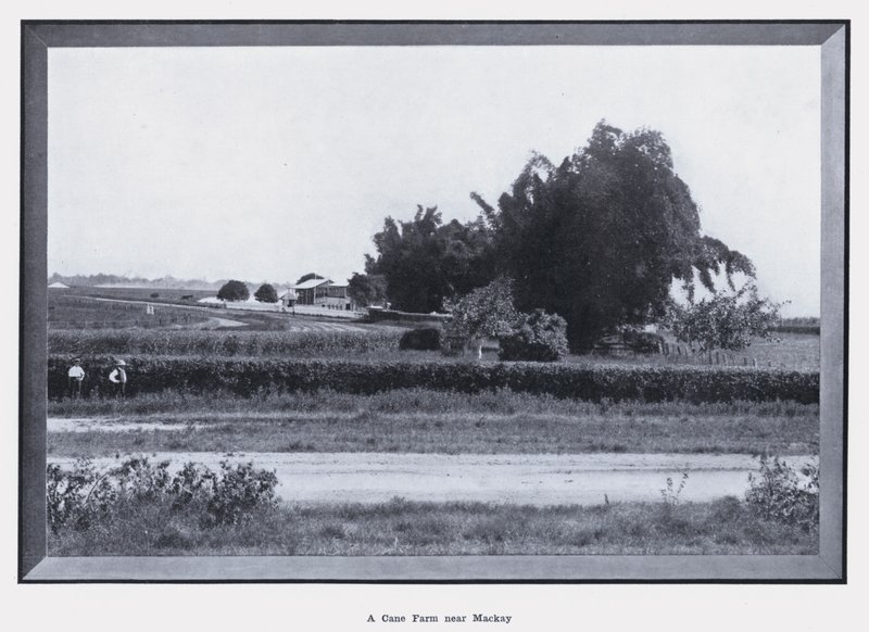 Třtinová farma poblíž Mackay (černobílá fotografie) od Photographer Australian