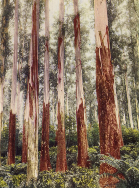 A Forest Glen (barevná fotografie) od Photographer Australian