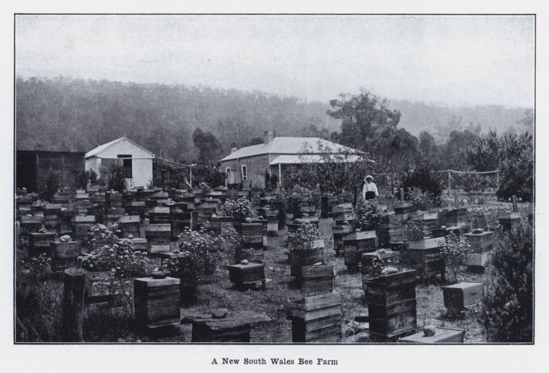 Včelí farma v Novém Jižním Walesu (černobílá fotografie) od Photographer Australian