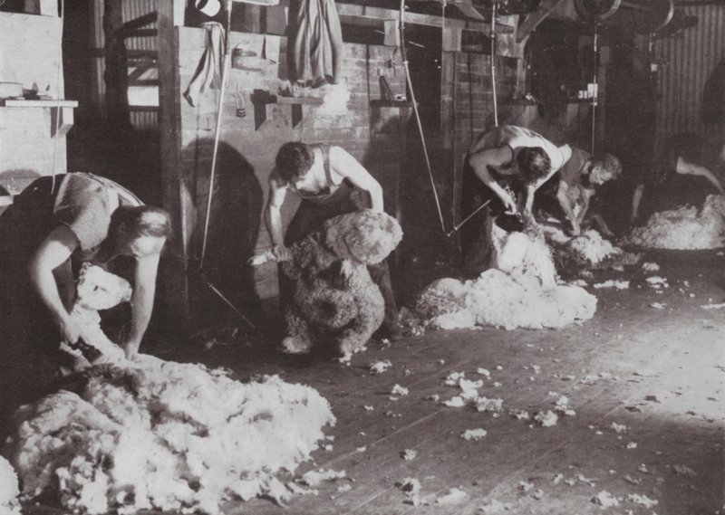 Skutečně australská studie Shearing Shed (černobílá fotografie) od Photographer Australian