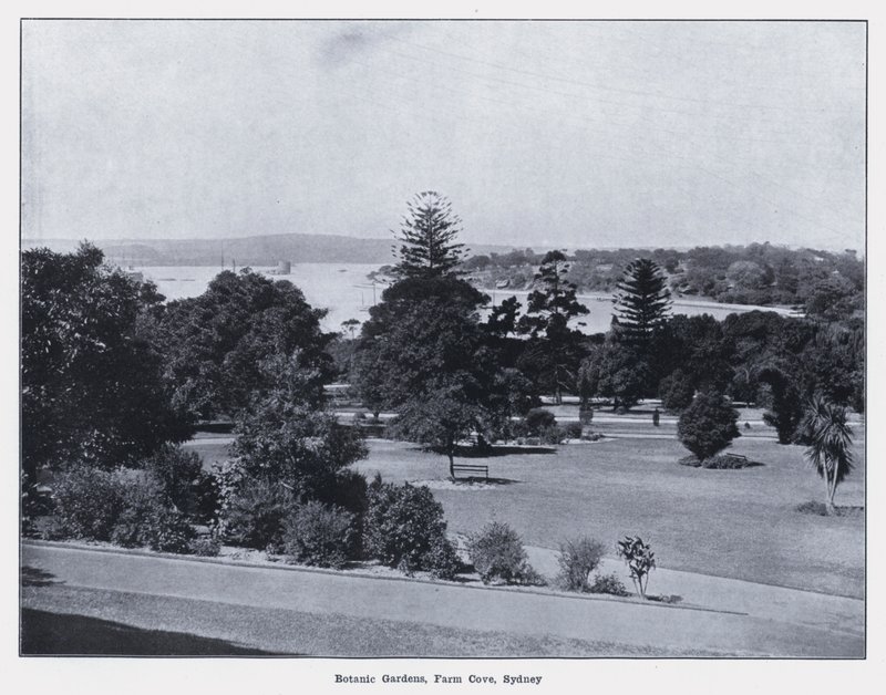 Botanické zahrady, Farm Cove, Sydney (černobílá fotografie) od Photographer Australian