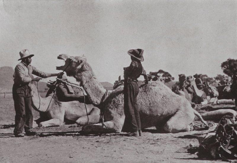 Velbloudí týmy s domorodými obyvateli zásobují odlehlá místa ve střední Austrálii (černobílá fotografie) od Photographer Australian
