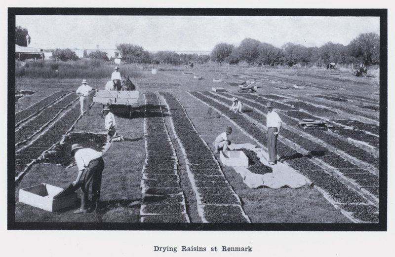 Sušení rozinek v Renmarku (černobílá fotografie) od Photographer Australian