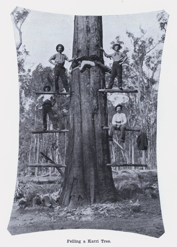 Kácení stromu Karri (černobílá fotografie) od Photographer Australian