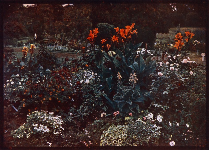 Květinový záhon v botanické zahradě, Sydney, New South Wales, Austrálie (barevné foto) od Photographer Australian