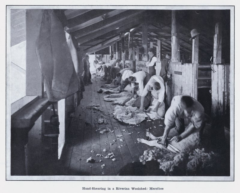 Ruční stříhání v Riverina Woolshed, Merribee (č/b foto) od Photographer Australian