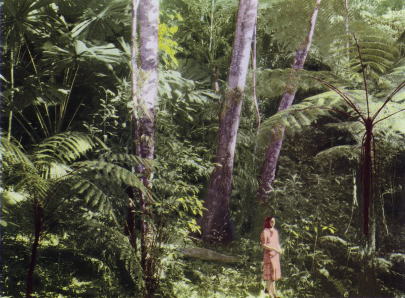 Queensland, Austrálie: Tropická džungle (foto) od Photographer Australian