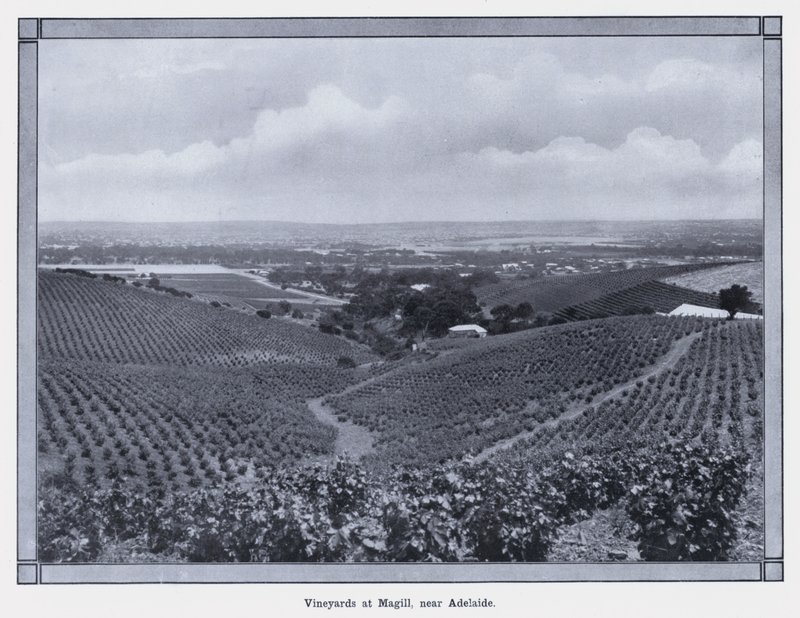Vinice v Magill, poblíž Adelaide (č/b foto) od Photographer Australian