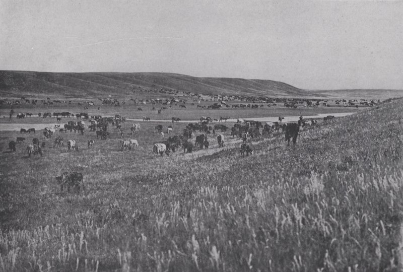 Range Cattle na Rolling Uplands of Alberta (černobílá fotografie) od Photographer Canadian