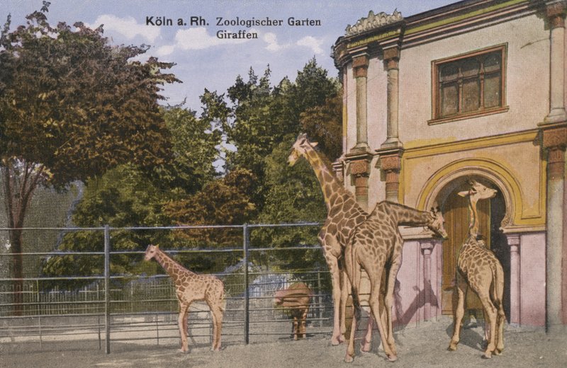 Kolínská zoo, žirafy (foto) od Photographer German