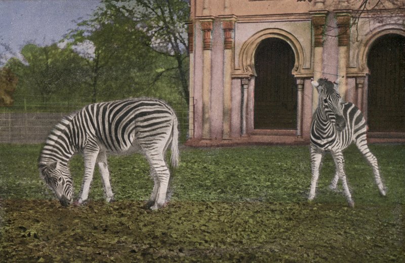 Kolínská zoo, zebry (foto) od Photographer German