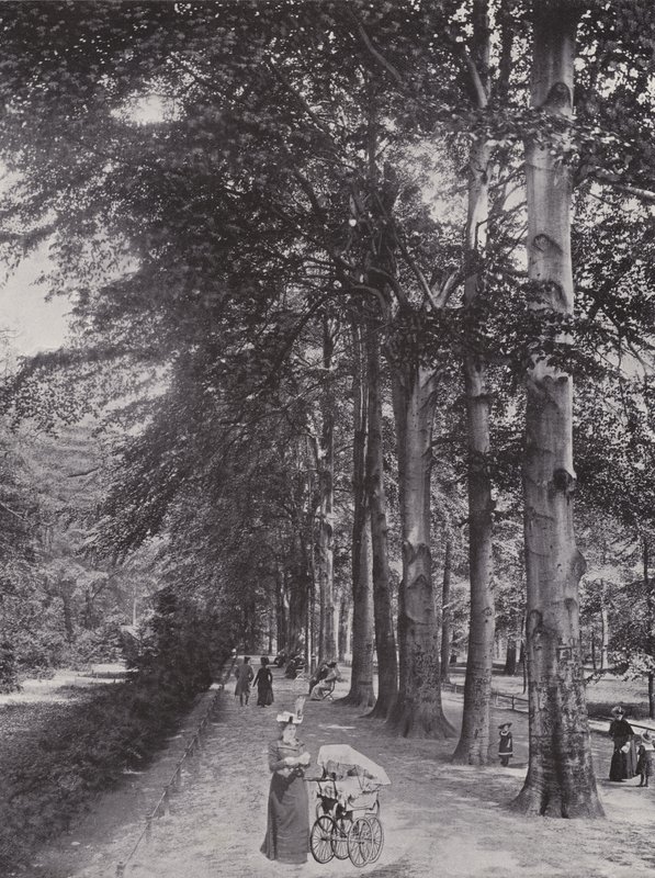 V Tiergarten, stinná cesta (černobílá fotografie) od Photographer German