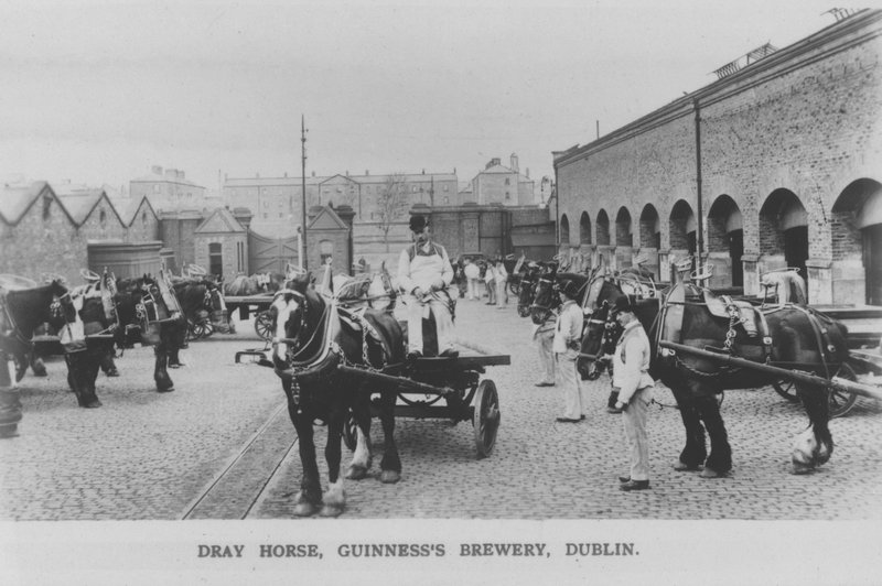 Dray horse, Guinness Brewery, Dublin, Irsko (č/b foto) od Photographer Irish