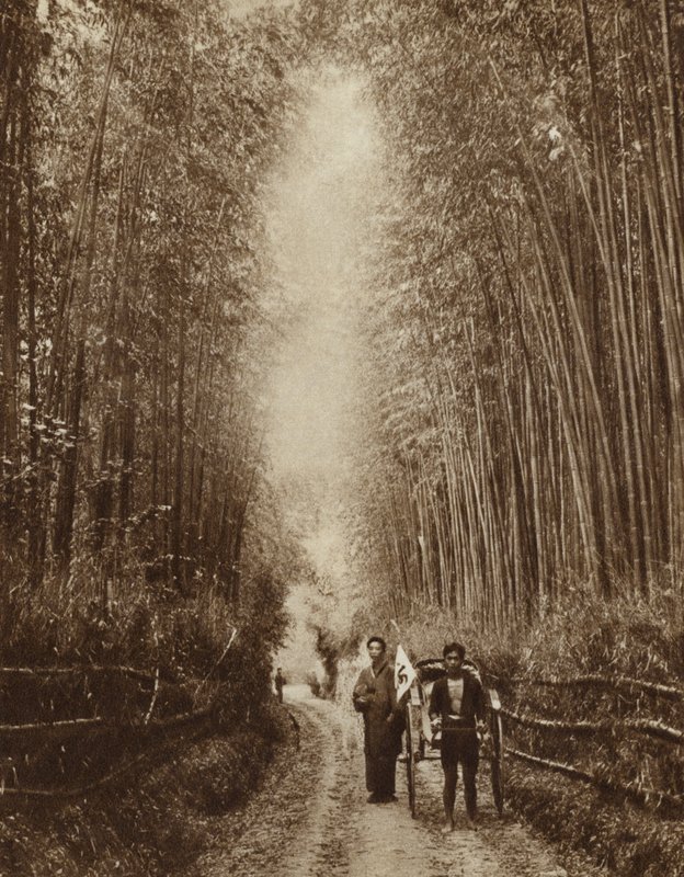 Bambusový háj, Japonsko (černobílá fotografie) od Photographer Japanese