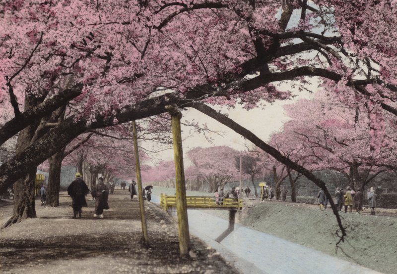 Japonsko, kolem roku 1912: Cherry Blossom v Koganei, poblíž Tokia (foto) od Photographer Japanese