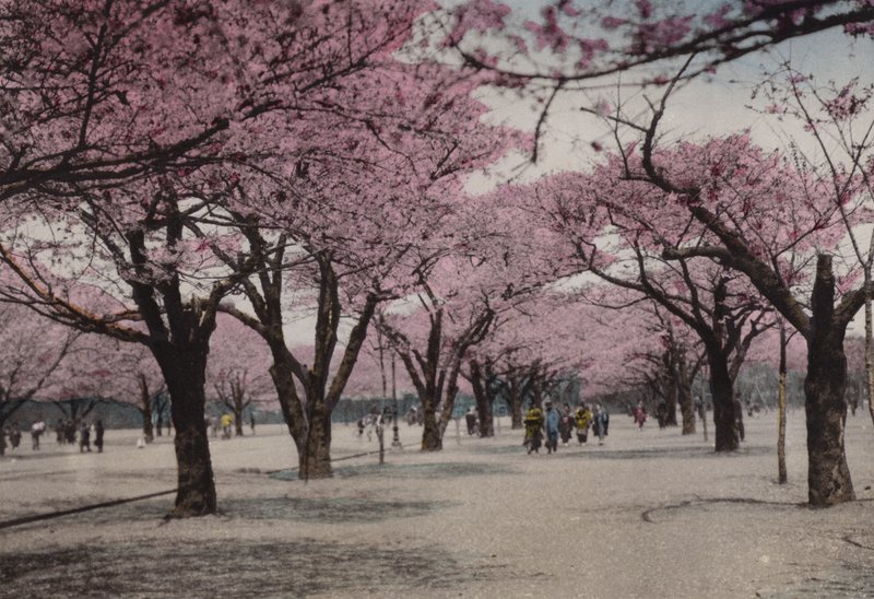Japonsko, kolem roku 1912: Cherry Blossom v parku Uyeno, Tokio (foto) od Photographer Japanese
