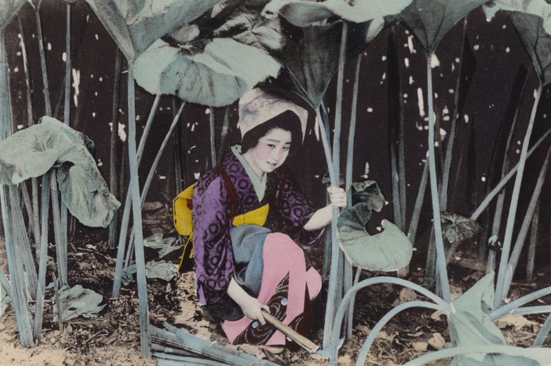 Japonsko, kolem roku 1912: Obrovská bažinatá rebarbora, divoká rostlina, Akita (foto) od Photographer Japanese