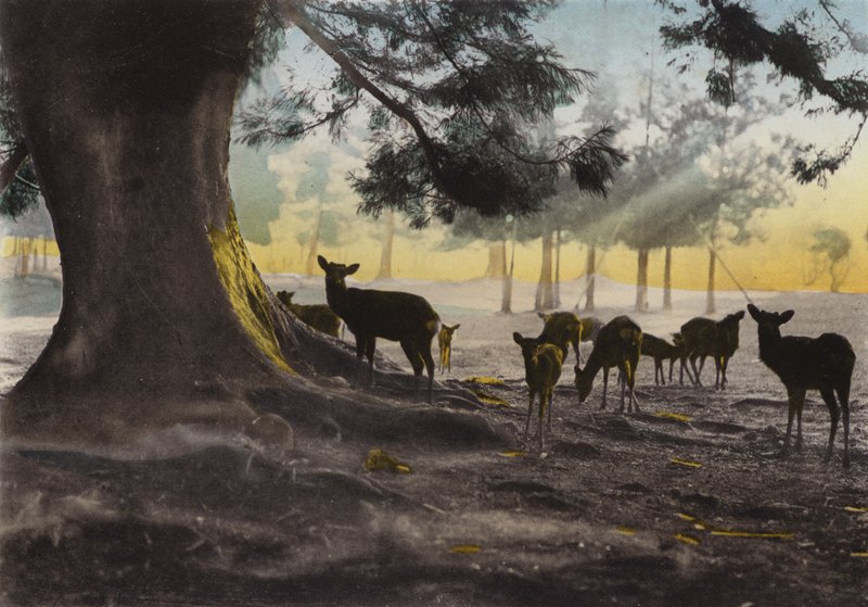 Japonsko, kolem roku 1912: Pozemek chrámu Kasuga s krotkými jeleny pobíhajícími kolem, Nara (foto) od Photographer Japanese