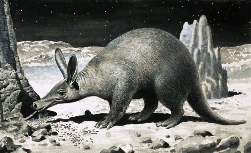 Aardvark od R.B. Davis
