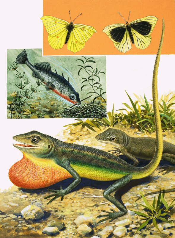 Rozluštění barevného kódu od R.B. Davis