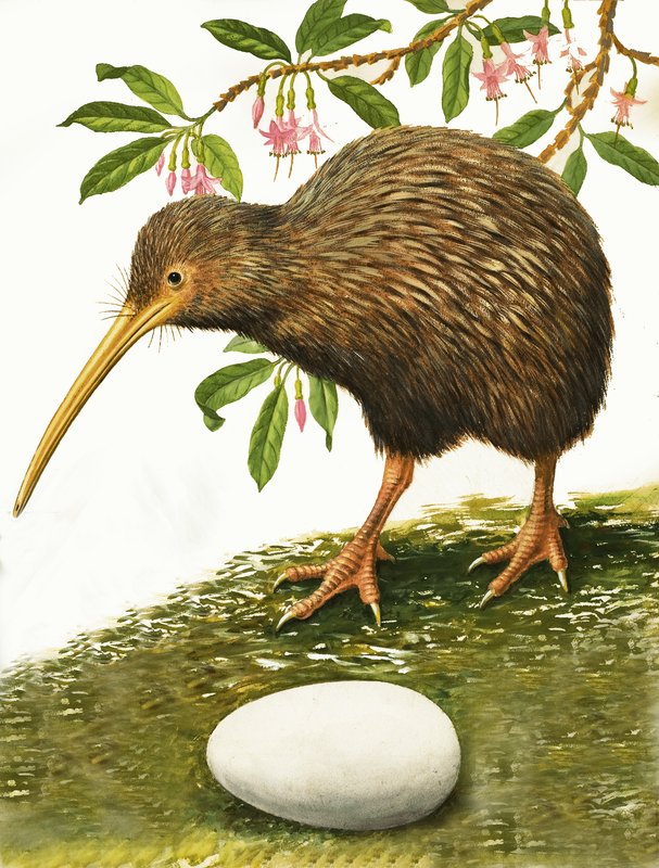 Kiwi od R.B. Davis