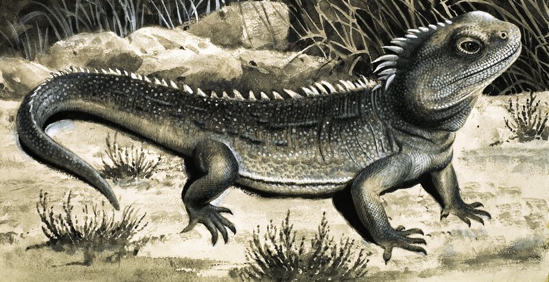 Tuatura od R.B. Davis