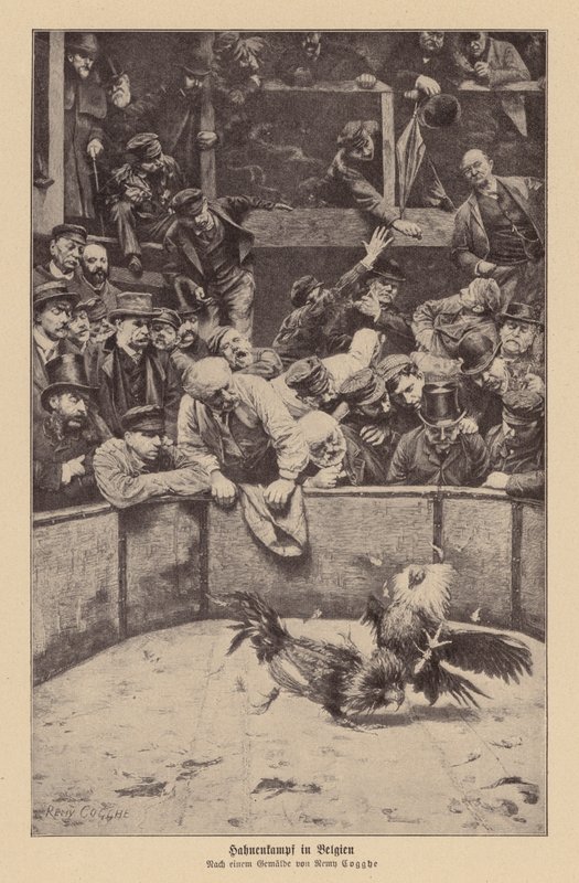 Kohoutí zápasy ve Flandrech (litografie) od Remy Cogghe