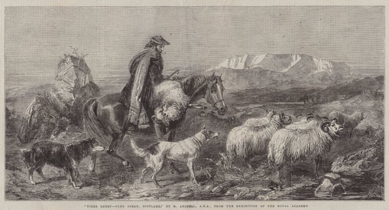 Unavené ovce, Glen Spean, Skotsko, z výstavy Královské akademie od Richard Ansdell