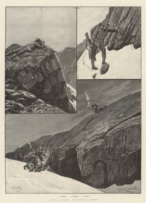 Po Rocky Mountain Sheep od Richard Caton Woodville junior