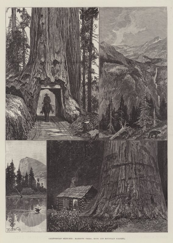 Kalifornské skici, mamutí stromy, skalní a horské scenérie od Richard Caton Woodville junior