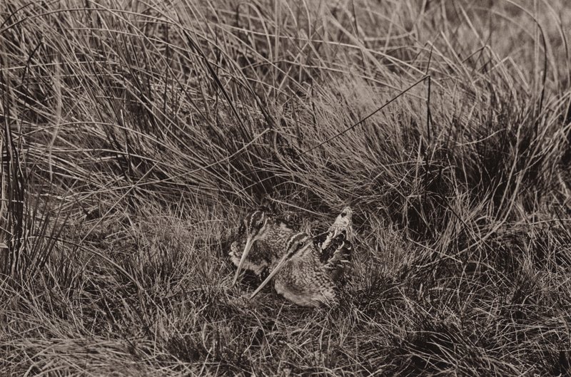 sluky pokrývající mláďata (černobílá fotografie) od Richard and Cherry Kearton