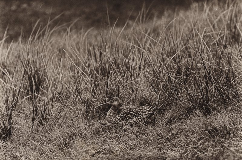 Kudrna na hnízdě (černobílá fotografie) od Richard and Cherry Kearton
