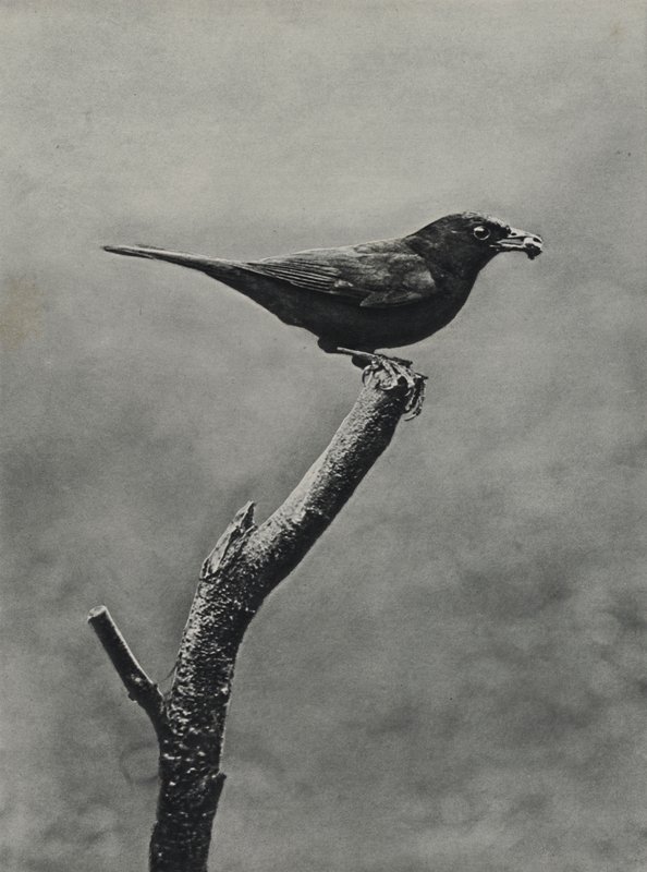 Samec kosa s potravou pro mláďata (černobílá fotografie) od Richard and Cherry Kearton