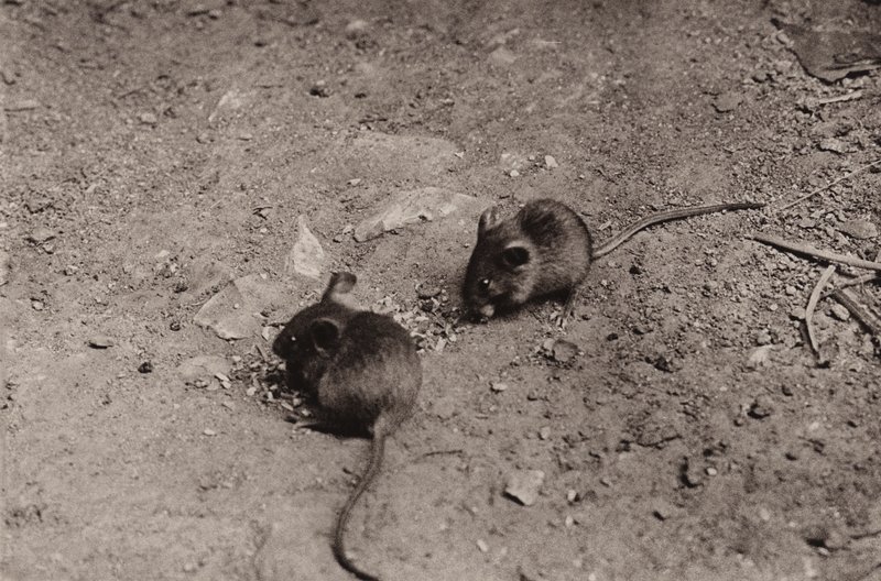 Myši při večeři (černobílá fotografie) od Richard and Cherry Kearton