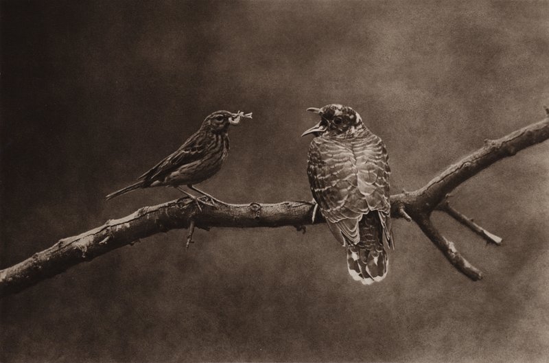 Pikanka krmící mladou kukačku (černobílá fotografie) od Richard and Cherry Kearton