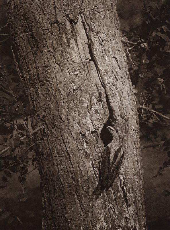 Wryneck u hnízdní díry (černobílá fotografie) od Richard and Cherry Kearton