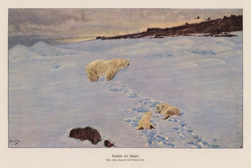 Lední medvěd a mláďata (barevná litografie) od Richard Friese