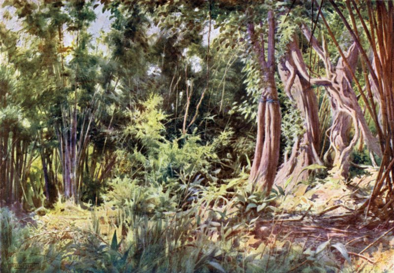 Džungle v Delanchoonu od Robert George Talbot Kelly