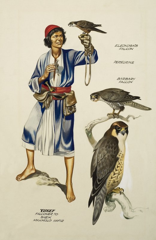 Yusef, Falconer šejku Mahmoudu Hafizovi (kvaš na papíře) od Ron Embleton