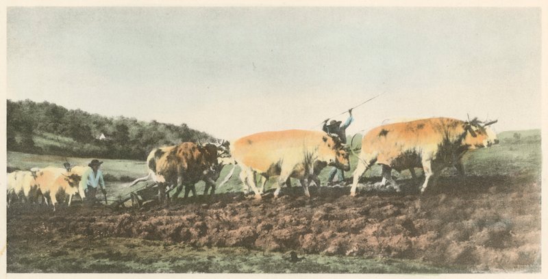 Orba v Nivernais od Rosa Bonheur