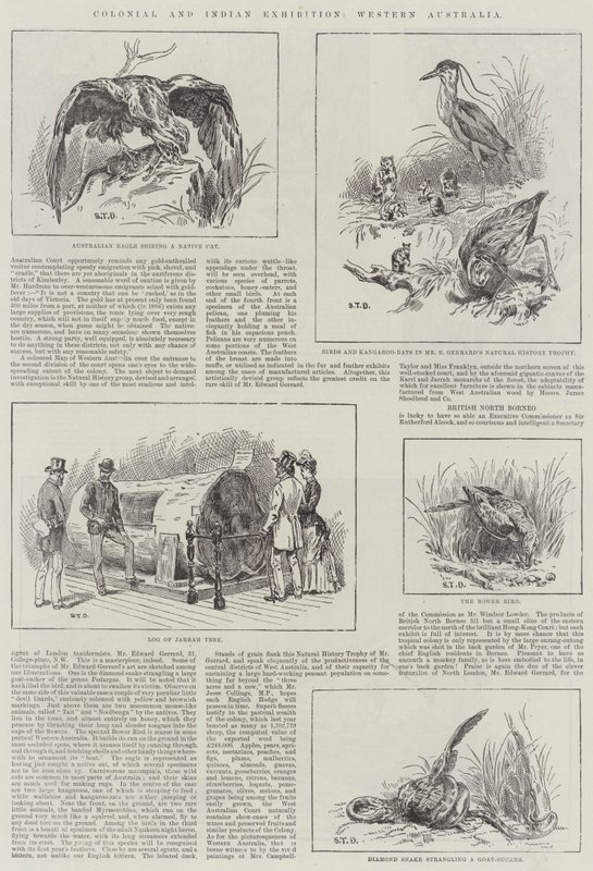 Koloniální a indiánská výstava, Západní Austrálie od S.T. Dadd